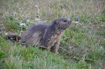 marmottes dans les alpes