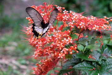 beautiful tropical butterfly sitting on pink - red flower