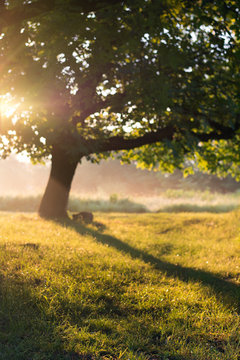 Sunrise in forest meadow