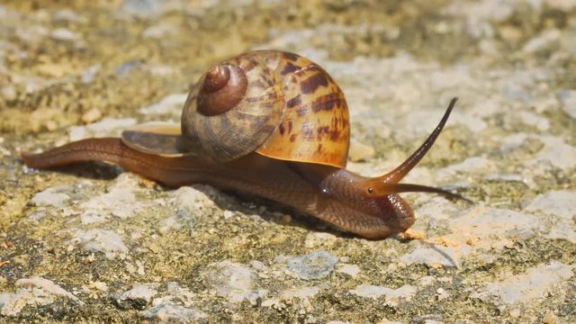 Terrestrial Snail Crawling on a Rocky Surface in Thailand