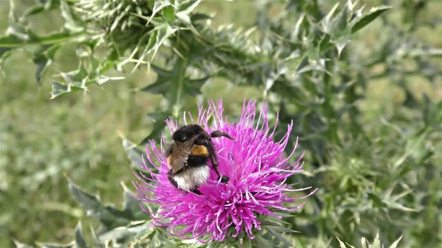 White tailed bumble bee, bombus terrestris - 
 Bumble bee on a flower