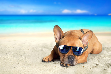 Fototapeta na wymiar Hund mit Sonnenbrille am Strand