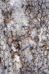 Bark Closeup