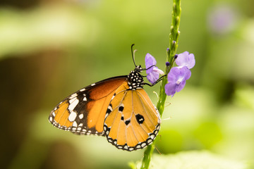 single monarch butterfly sucking nectar from a purple flower