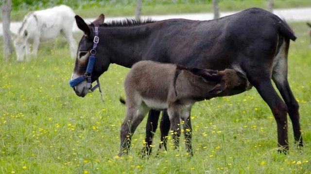 young donkey and mother feeding baby green field farm country ranch jackass meadow