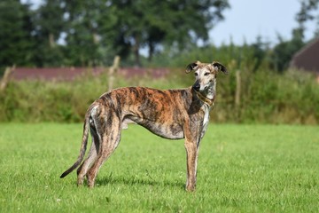 gestromter Windhund steht auf einer Wiese