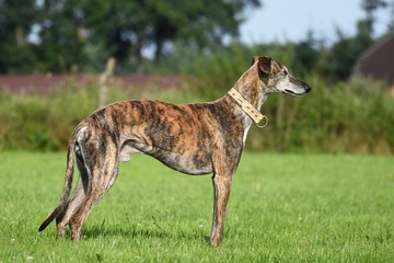 gestromter Windhund steht auf einer Wiese