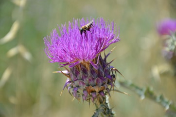 Abeille sur un chardon violet