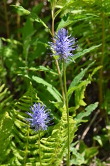 Raiponce bleue (Phyteuma nigrum)