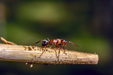 An ant on a branch