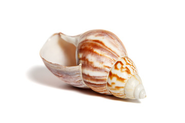 Small white-brown seashell on white background