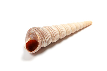 Ocean seashell in the form of a long cone on a white background