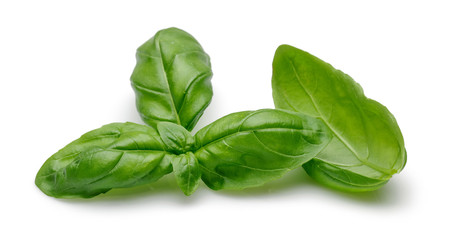 Basil