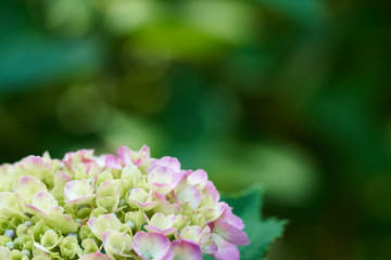 Hydrangea flowers (Hydrangea macrophylla) with macro In the garden, the natural green background has a bokeh. The hydrangea flowers are going to change color from the butcher to purple soon.