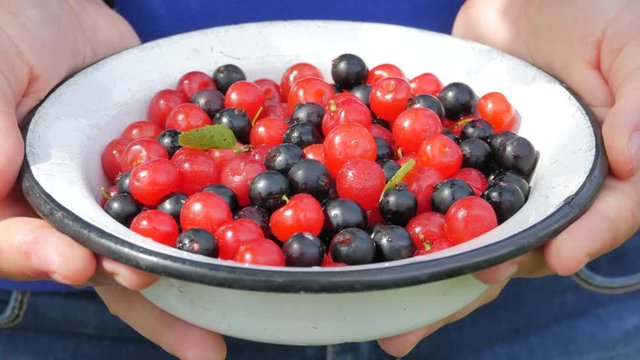 UHD of enamel white plate full of black currants and cherries in farmer's hands
