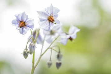 Obraz premium Blüten der Kartoffel 