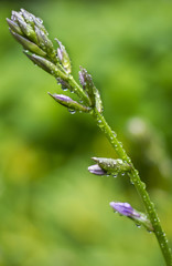 Green Flower