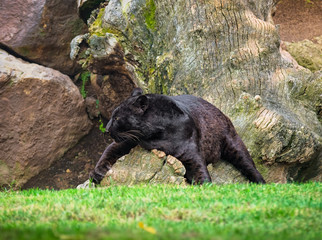 pantera negra descansando © Helena GARCIA