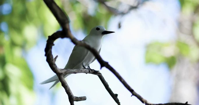 oiseau Gygis blanche en gros plan, incroyable