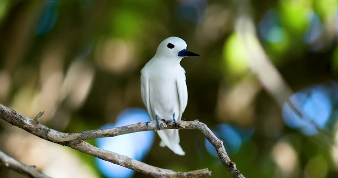 oiseau Gygis blanche en gros plan, incroyable