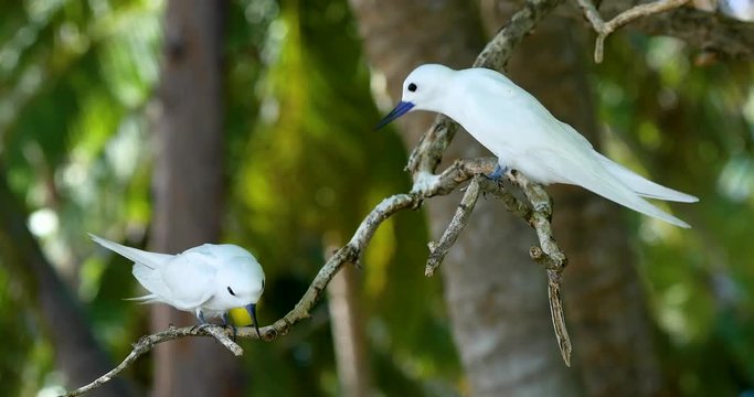 oiseau Gygis blanche en gros plan, incroyable