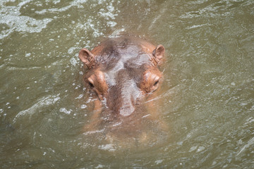 Hippopotamus