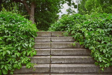 Stairs overgrown with grapevine in a public park