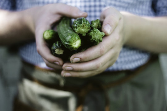 A gardener holding fresh baby courgettes