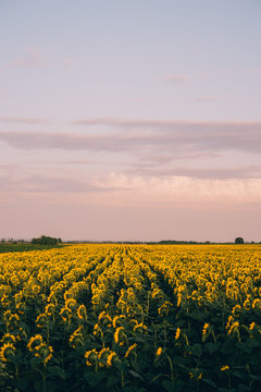 Sunflower Field