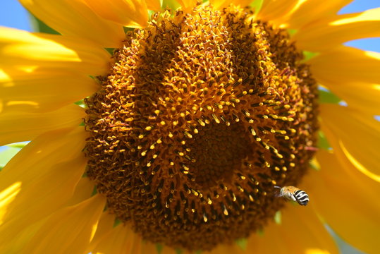 yellow sunflower with fliing bee