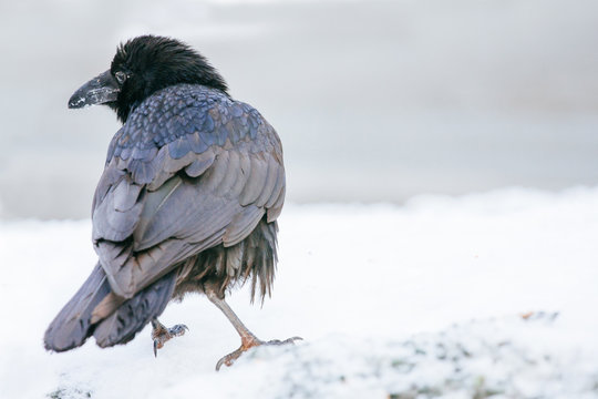 Wild adult raven sitting on a snow bank in the winter looking at camera