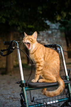 cat yawning 