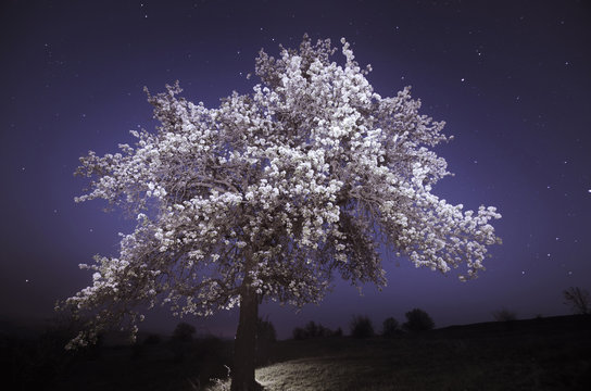 Tree in bloom at night