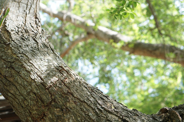 tree trunk nature blurred background