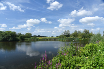Pond in the Netherlands