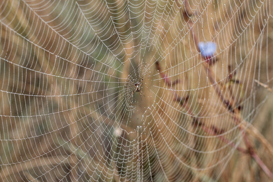 Plants of the meadow with spider webb in a Summer morning