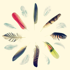 vintage collection of bird feathers