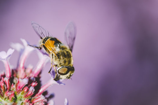 bee feeding 