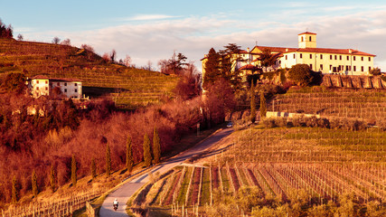 Fototapeta na wymiar Sunset in the vineyards of Rosazzo