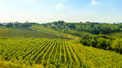 Sunset in the vineyards of Rosazzo