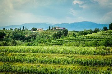 Sunset in the vineyards of Rosazzo