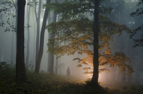 Mysterious forest with man standing near enchanted tree with light