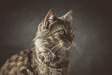 Beautiful grey cat posing 