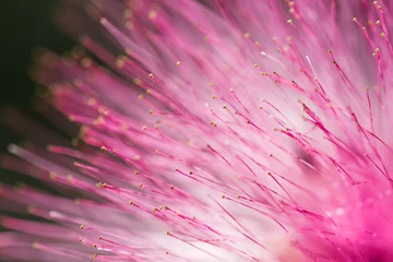 Photo sur Aluminium Fleurs pink flower texture