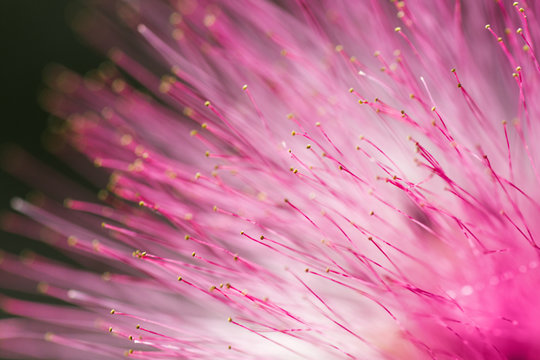 Fototapeta pink flower texture