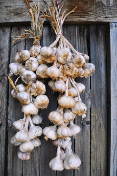 Hanging garlic