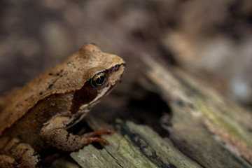 Grasfrosch im Holz - close up