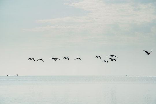 Flock of Canada Geese Flying Over A Lake
