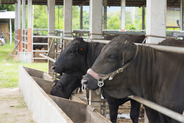 Black Angus cow in farm.
