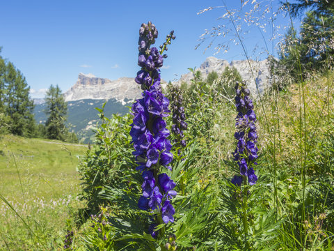 Aconitum napellus (a species of flowering plant in the genus Aconitum of the family Ranunculaceae) with the Fanes Dolomites in the background